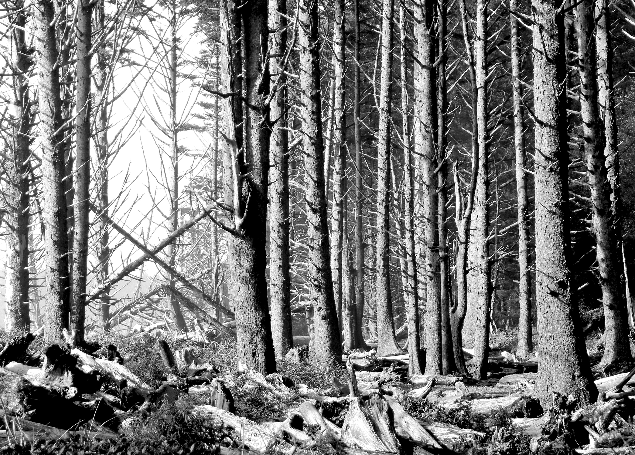 photo of dead trees