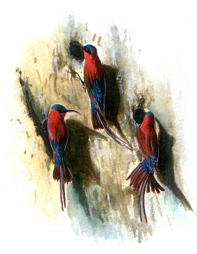 Watercolour painting of carmine bee eaters