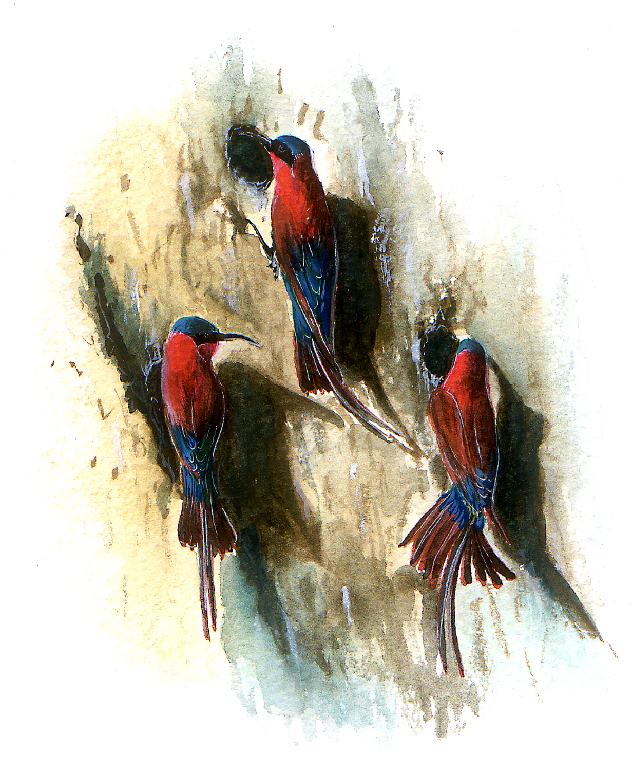 Watercolour painting of carmine bee eaters