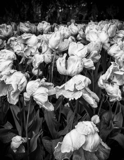photo of tulips