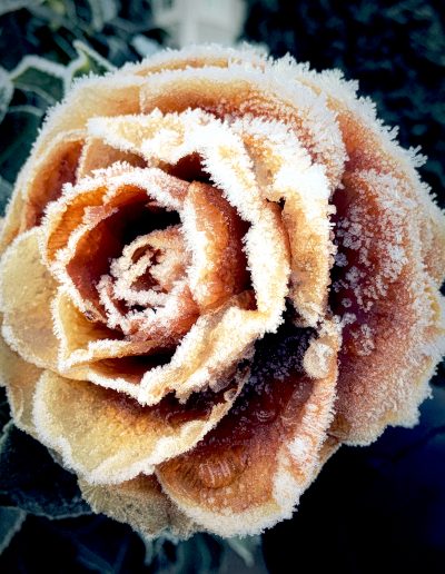 photo of frozen flower