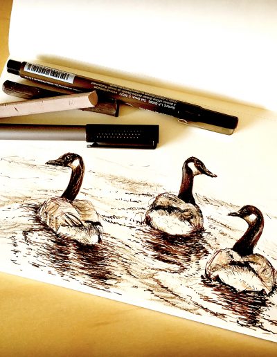 sketch of geese