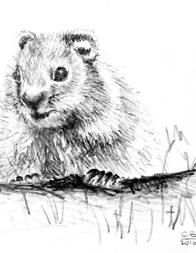 pencil drawing of a groundhog