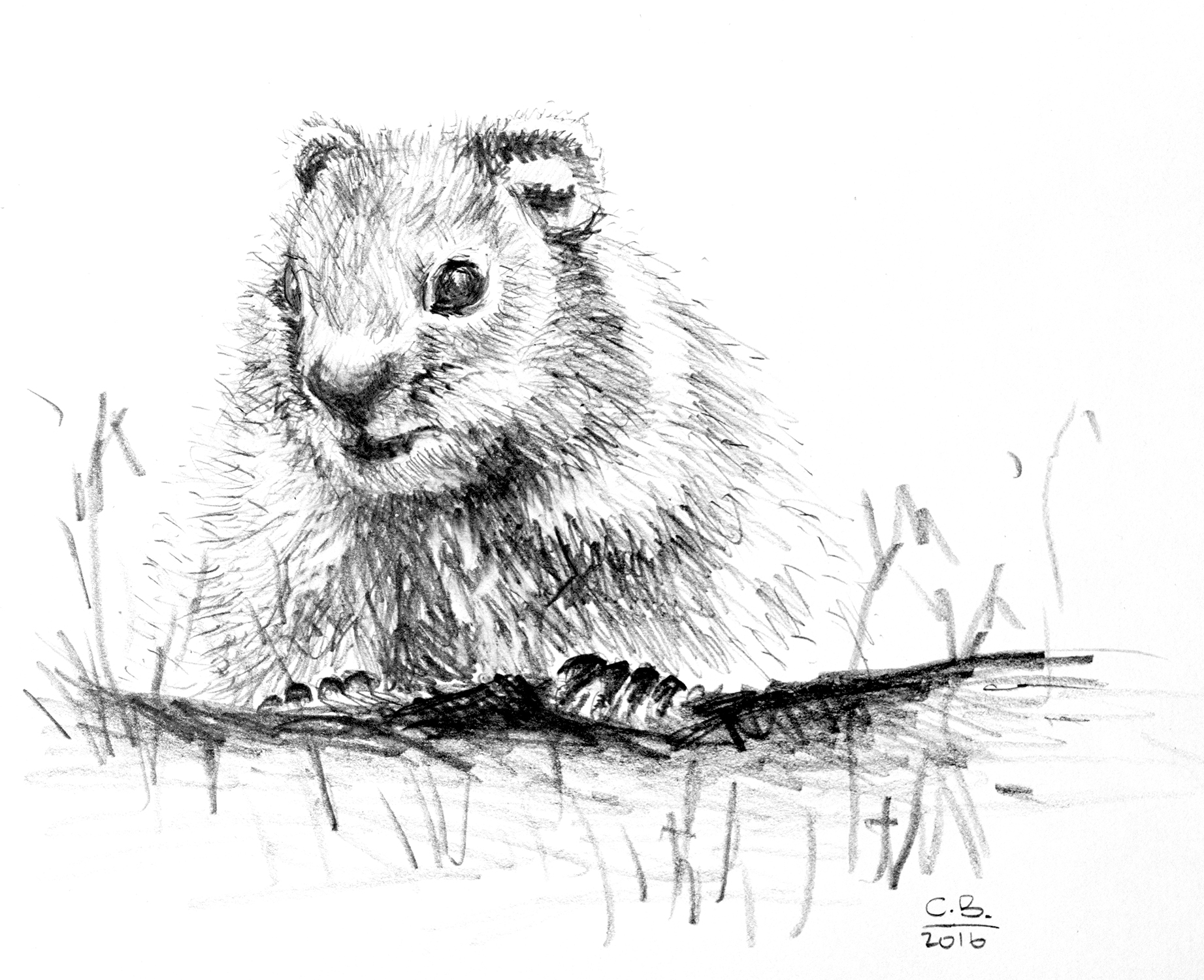 pencil drawing of a groundhog