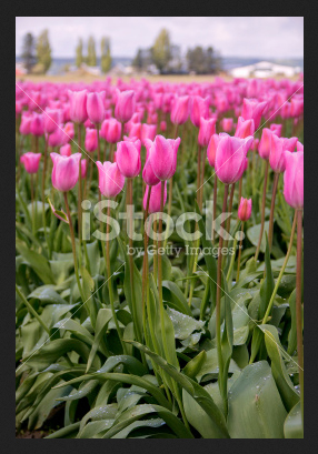 photo of tulips