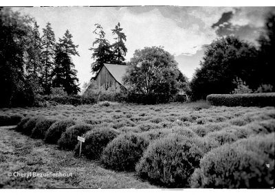 photo of lavender garden