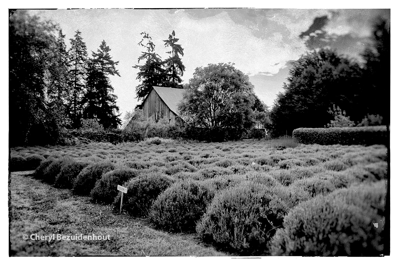 photo of lavender garden