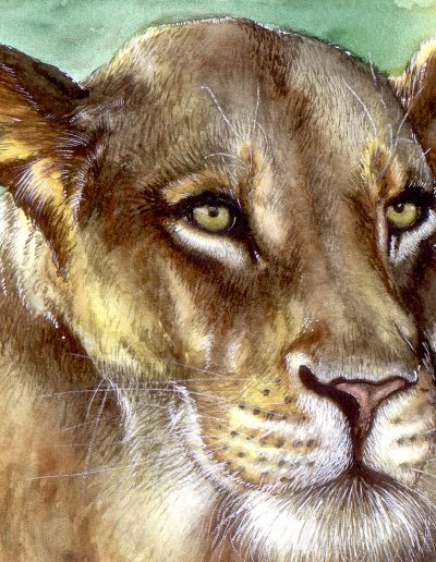 watercolour painting of a lioness