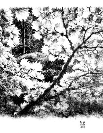 pencil drawing of maple tree