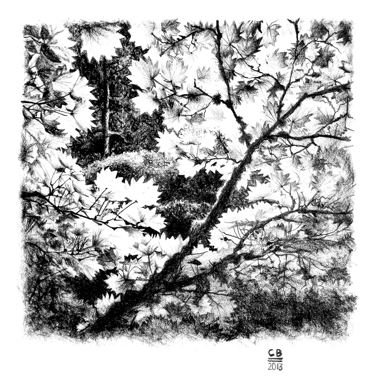 pencil drawing of maple tree