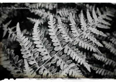 photo of fern leaf