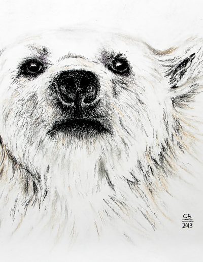 charcoal and pastel drawing of polar bear