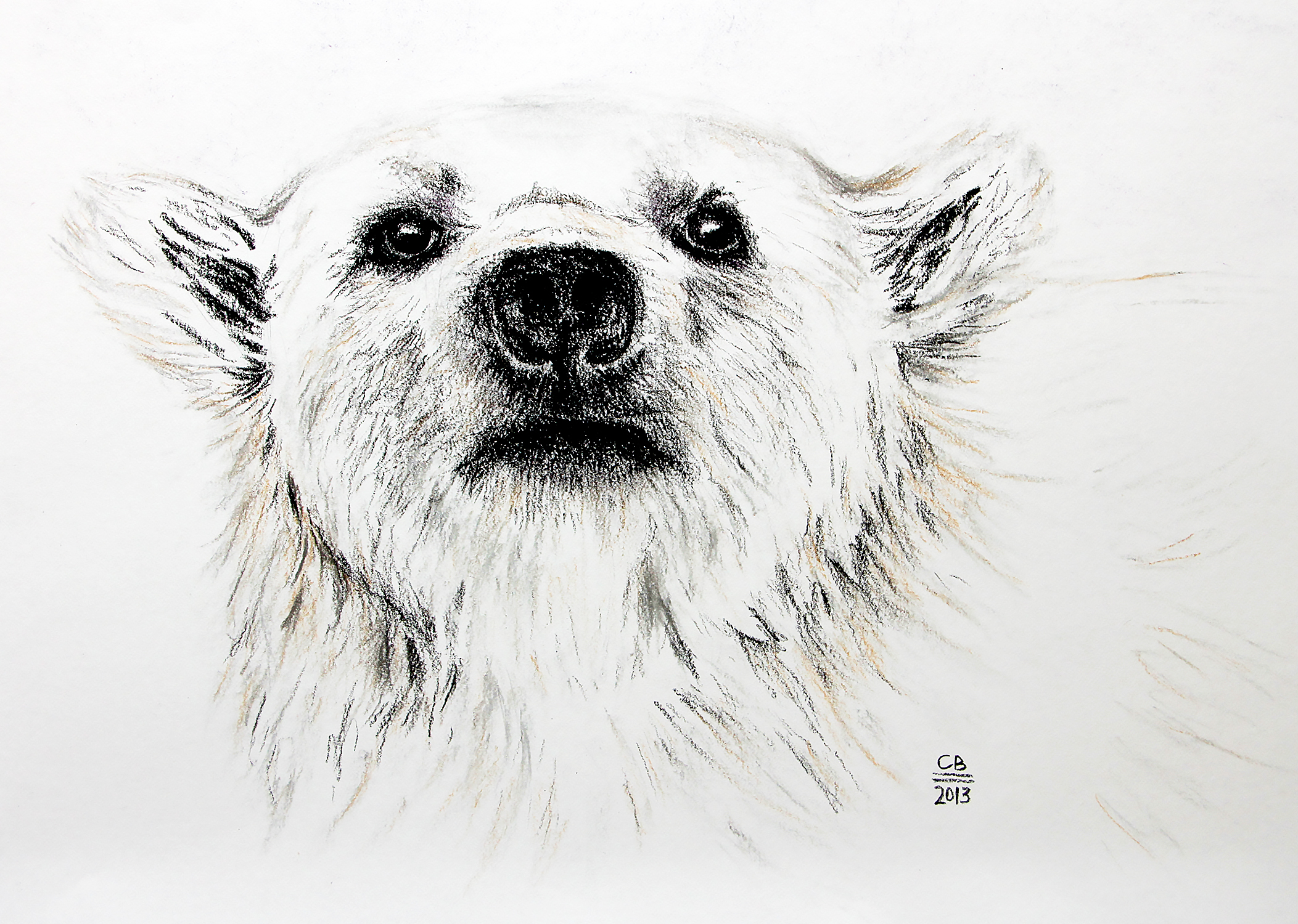 charcoal and pastel drawing of polar bear