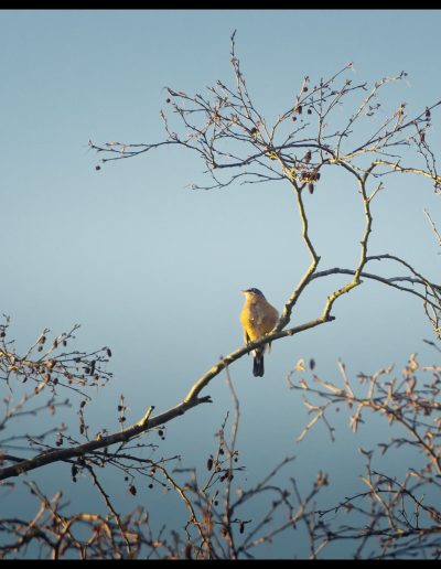 photo of robin bird