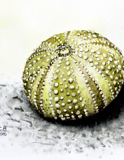 watercolour painting of a sea urchin skeleton