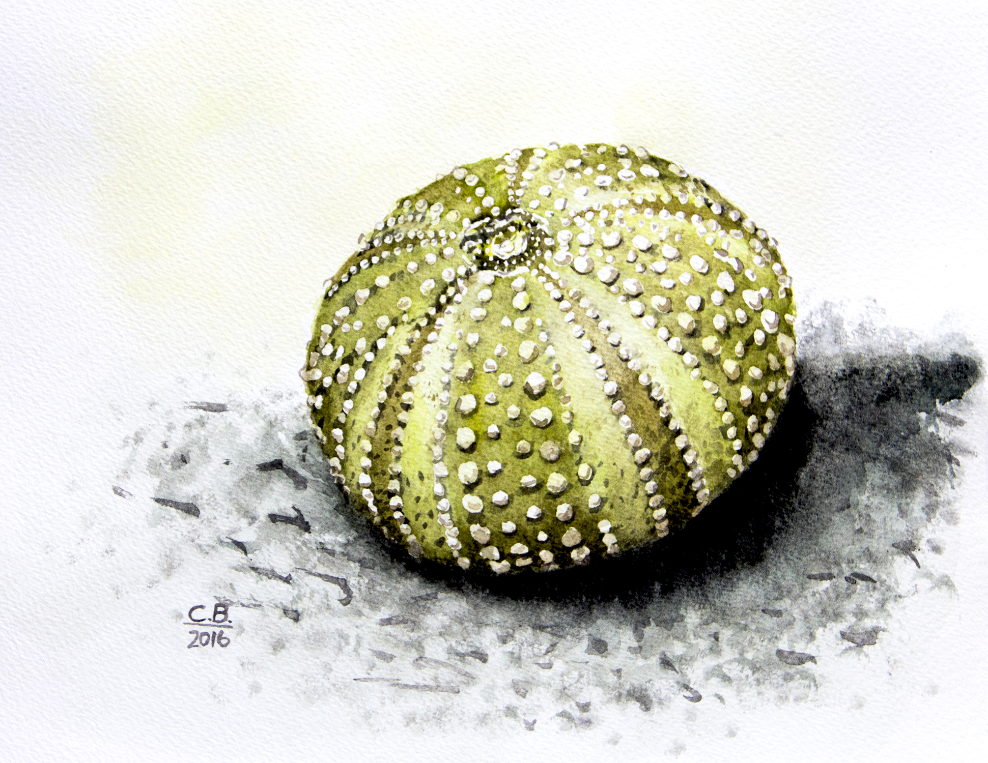 watercolour painting of a sea urchin skeleton