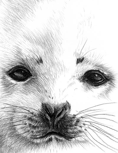 charcoal drawing of a seal pup
