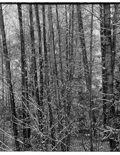 photo of snowy woods