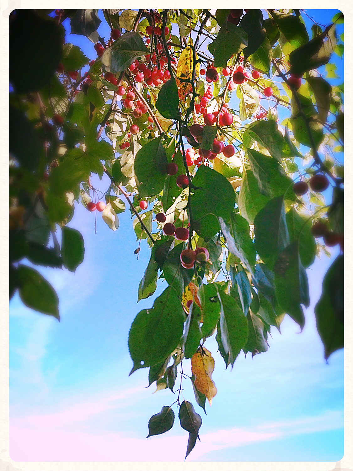 photo of tree branch with berries