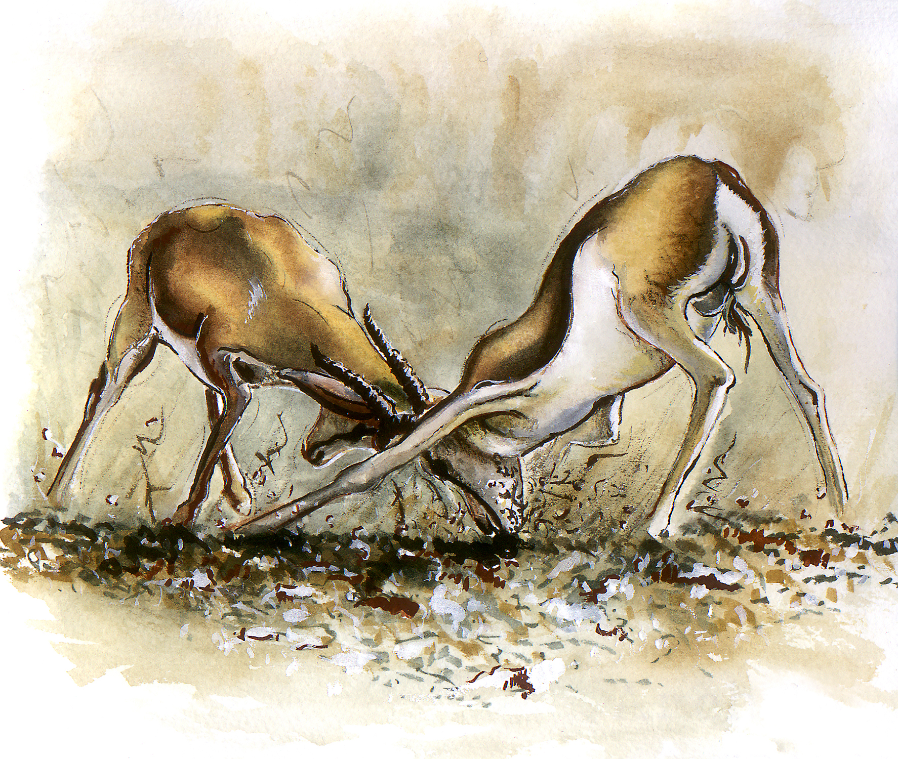 watercolour painting of gazelles sparring