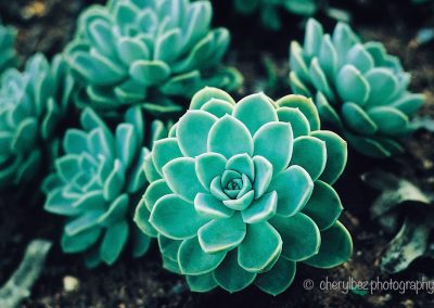 photo of succulents