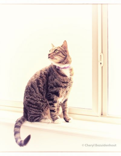 photo of a pet cat