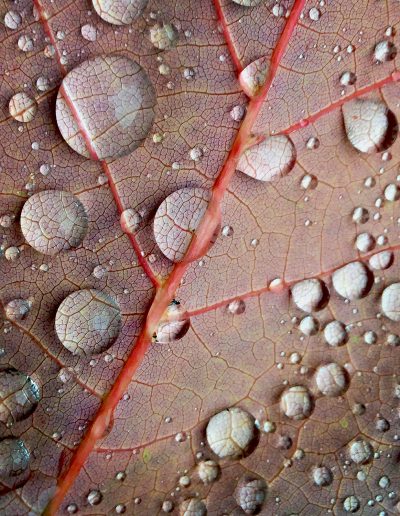 photo of leaf detail
