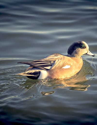 photo of duck