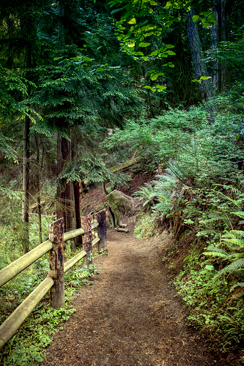 photo of woodland path