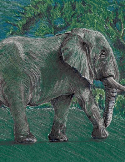 Pastel pencil drawing of an African elephant